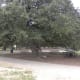 Tree shaded picnic areas Dick Nichols Park Austin TX