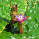 Foxnut flowers. Most flowers remain submerged underwater and self pollination takes place there itself. Only a few flowers break through the leaves and come out of the water like you see here.