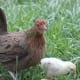 Old English game bantam hen
