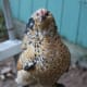 what-chicken-breed-is-right-for-you