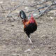 Old English game bantam roosters