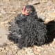 black frizzle cochin bantam