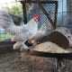 lavender d'uccle rooster and hen