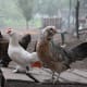 what-chicken-breed-is-right-for-you