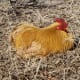 what-chicken-breed-is-right-for-you