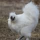 white silkie rooster