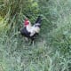Old English game bantam rooster