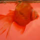 Ryukin goldfish with swim bladder disease