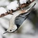 White-breasted Nuthatch in Algonquin Provincial Park, Canada, hanging from a tree branch. This image is not upside-down.