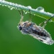 Rhagionidae or snipe flies are a small family of flies containing 21 genera.