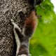 Callosciurus finlaysonii, known as Finlayson's squirrel or variable squirrel. Bangkok - Thailand.