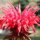 Red Monarda