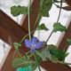 Centaury