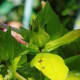 Green fruit left after flowering.