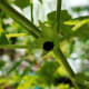 A matured seed cradled at the base of the sepal.