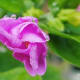 A flower starting to open.