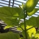 How the plant looks like from under.