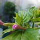 Pink 'Marvel of Peru' flowers.