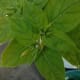 Developing flowers of four o'clock with green buds turning to pinkish.