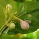 Flower bud of jasminum sambac starting to open.