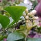 sampaguita-photos-and-experience-growing-arabian-jasmine