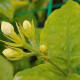 Young buds of jasminum sambac still unopened with leaves growing in pairs.