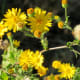Wildflowers in bloom in Freedom Park near the trail