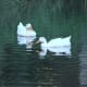 Pekin ducks
