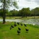 Committee of black vultures