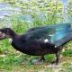Muscovy Duck