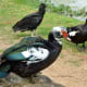 Muscovy Ducks and a Black Vulture