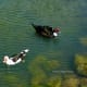 Muscovy Ducks