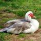 Muscovy Duck