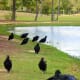 Committee of black vultures