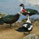 Muscovy Ducks