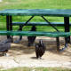 Black vultures