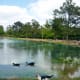 Muscovy Ducks in Mary Jo Peckham Park