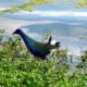 American Purple Gallinule in Mary Jo Peckham Park