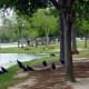 Committee of black vultures
