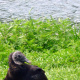 Black vulture