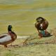 Ducks