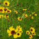 Coreopsis wildflowers