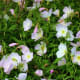 Evening Primrose wildflower