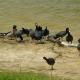 American Coots