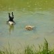 Neotropic Cormorants