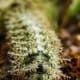 Lonomia showing urticating hairs and spines. clever little crittur, well defended photo buzzword.blogspot.com
