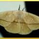 The Lonomia Moth serioussam.org.com
