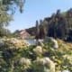 "Every rose has a thorn!" The lovely area near El Grande do Sol where the caterpillars reside. Trip Advisot photo