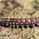 The Lonomia obliqua caterpillar afpmb.com