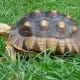 African Spurred Tortoise (Sulcata)